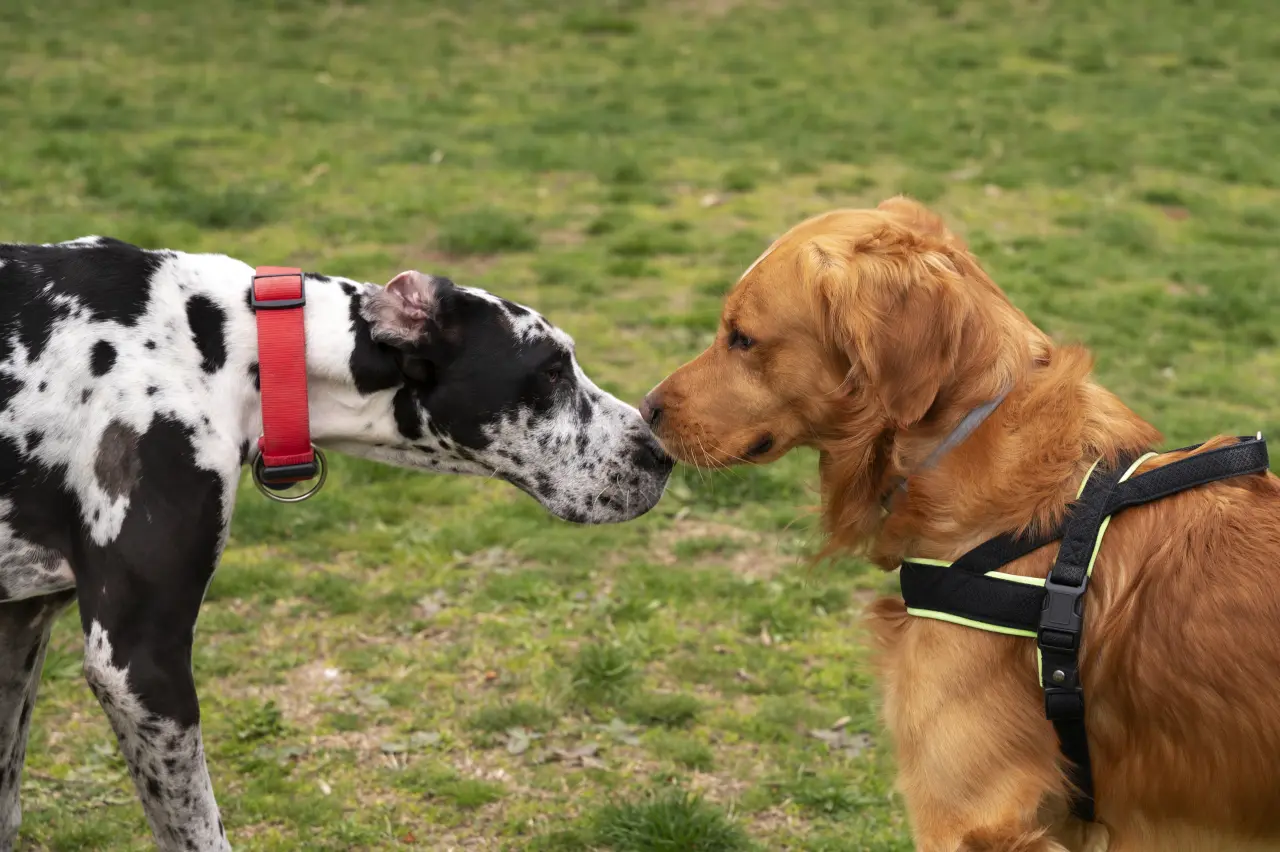 Hau, Wrr czy Machnięcie Ogonem? Wielki Słownik Psiej Mowy i Sekretnych Sygnałów