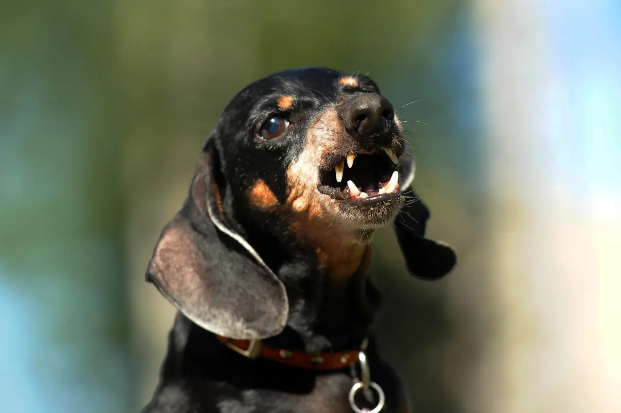 Zbrodnia i Kara w świecie psa: Dlaczego krzyki i klapsy niszczą mózg Twojego pupila?