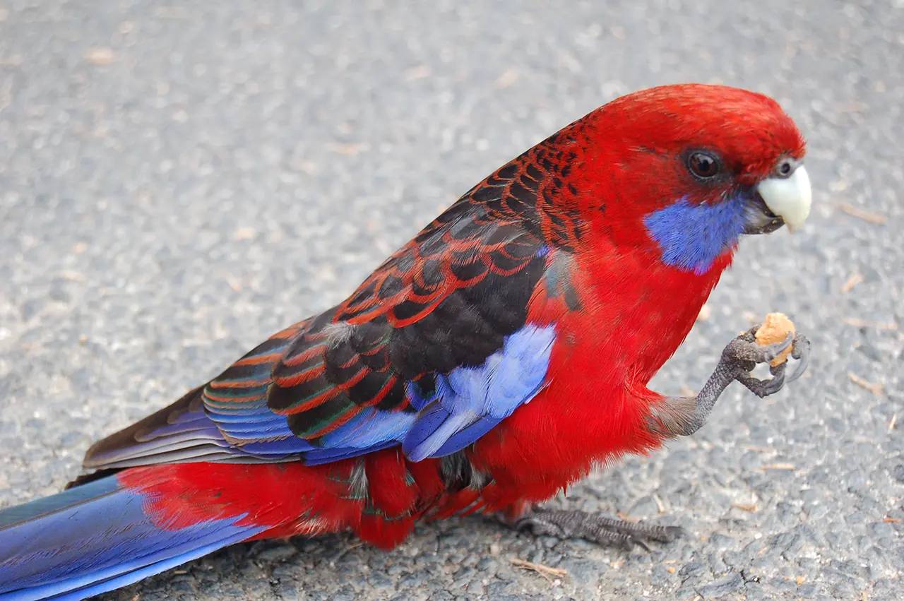 Rozella – Żywy Kalejdoskop Australii. Wymagania, Charakter i Hodowla