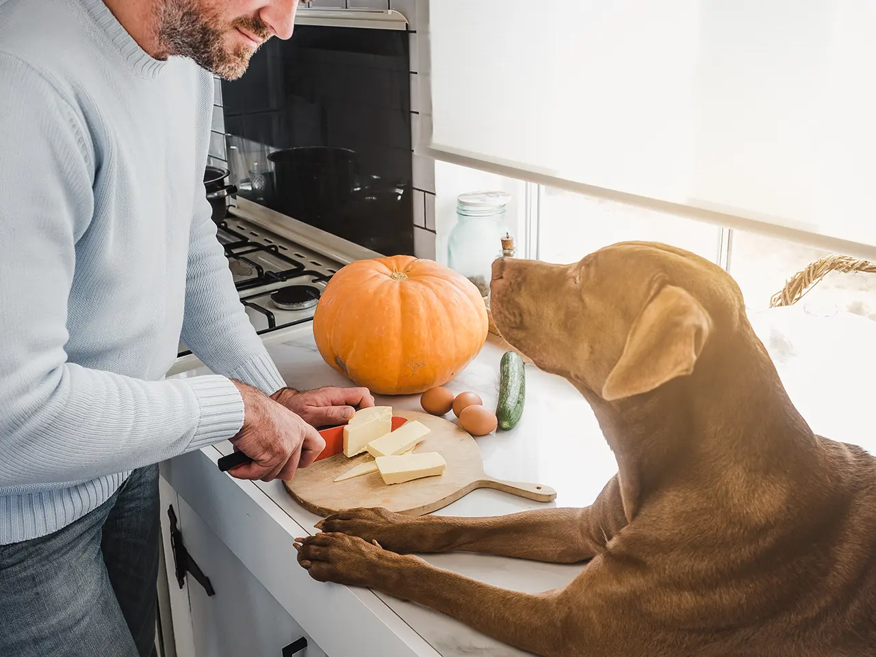 Dynia: Warzywo do zadań specjalnych. Jak reguluje biegunki i zaparcia u psa?