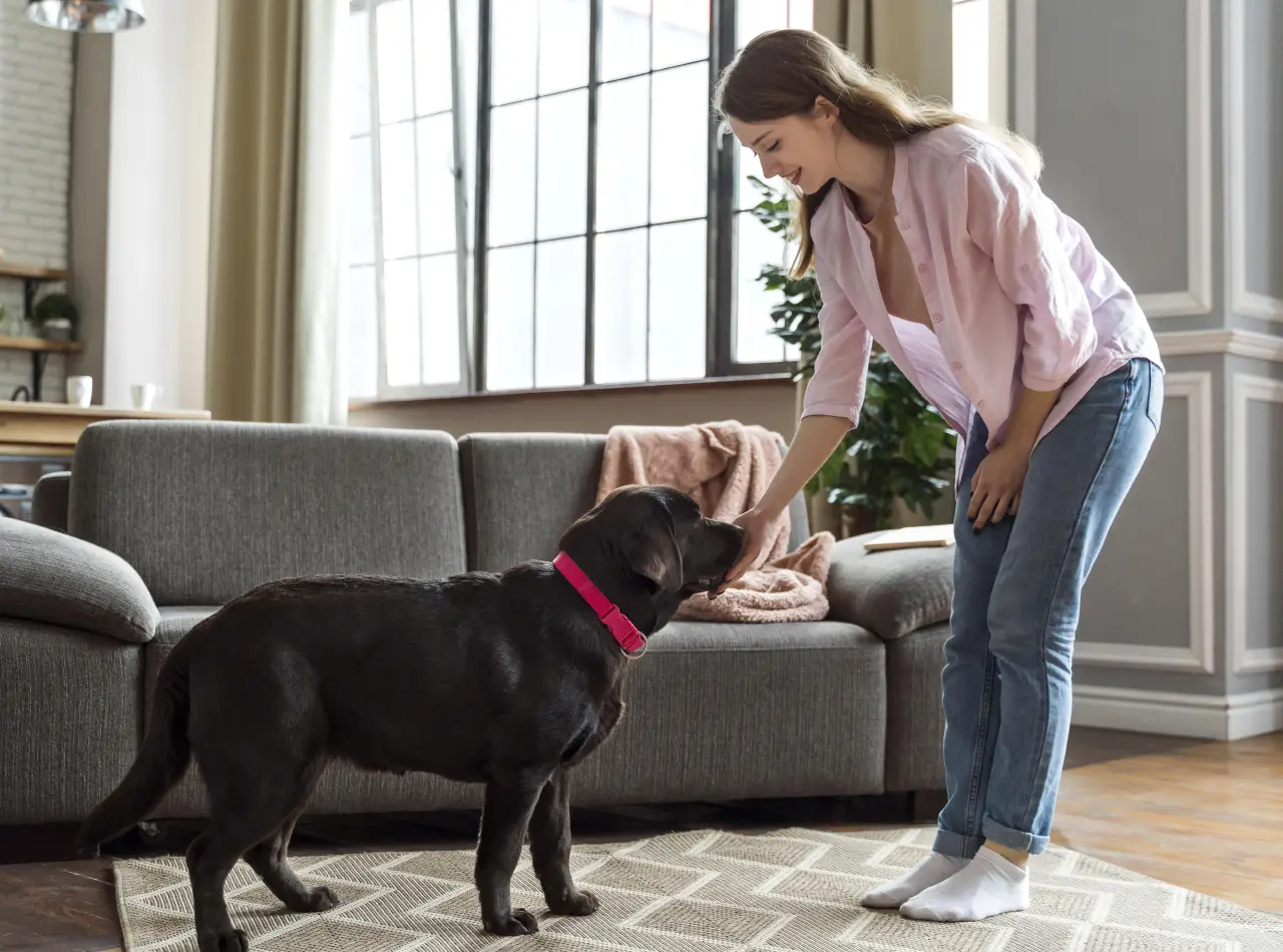 Nosework: Jak zamienić węszenie w sport? Kompletny przewodnik dla początkujących