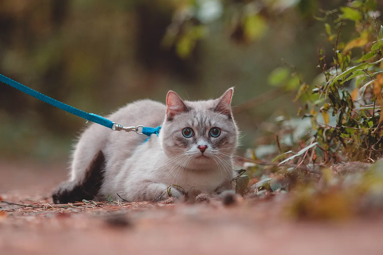 Spacer z kotem na smyczy: Moda czy realna potrzeba? Instrukcja i zagrożenia
