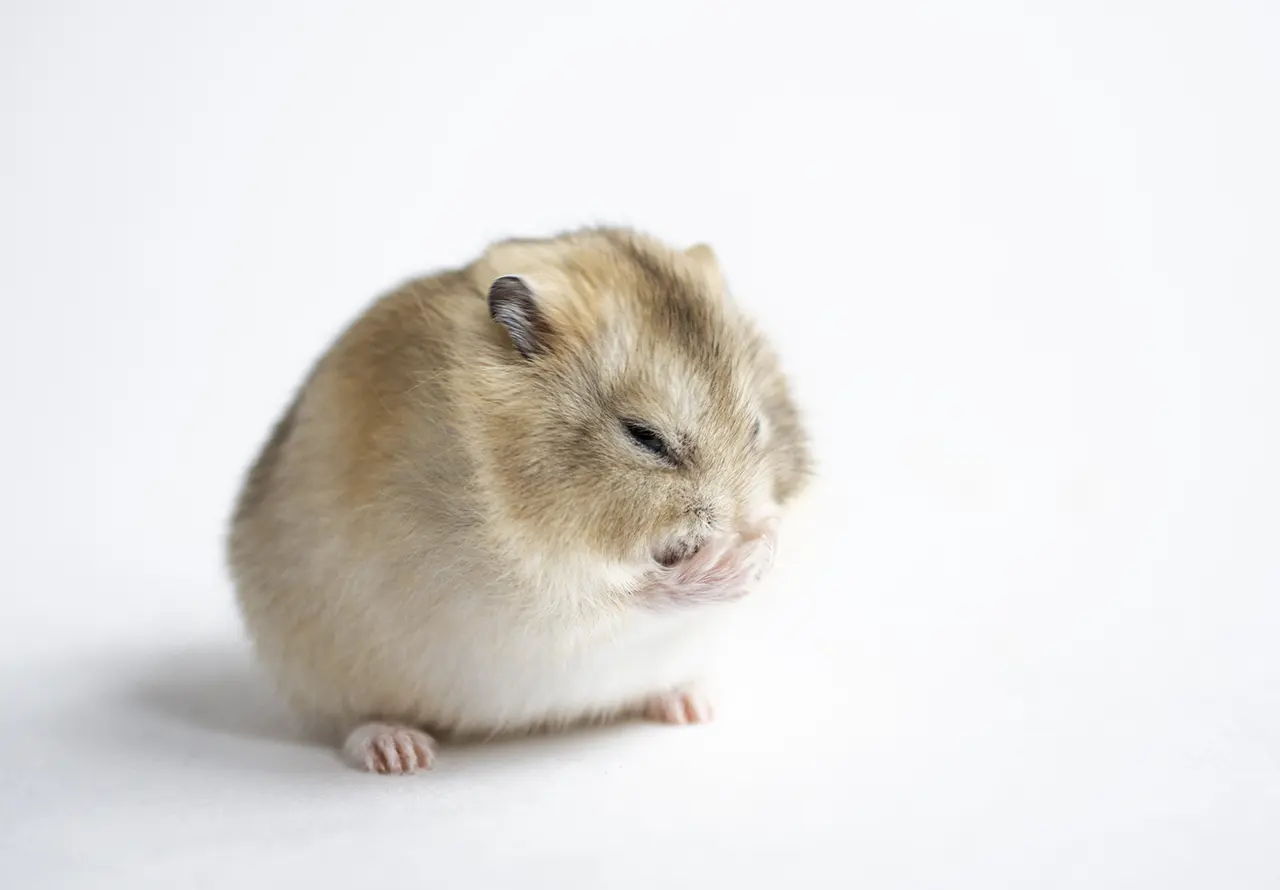 Chomik w letargu: Żywy czy martwy? Jak bezpiecznie wybudzić zwierzę z hibernacji?