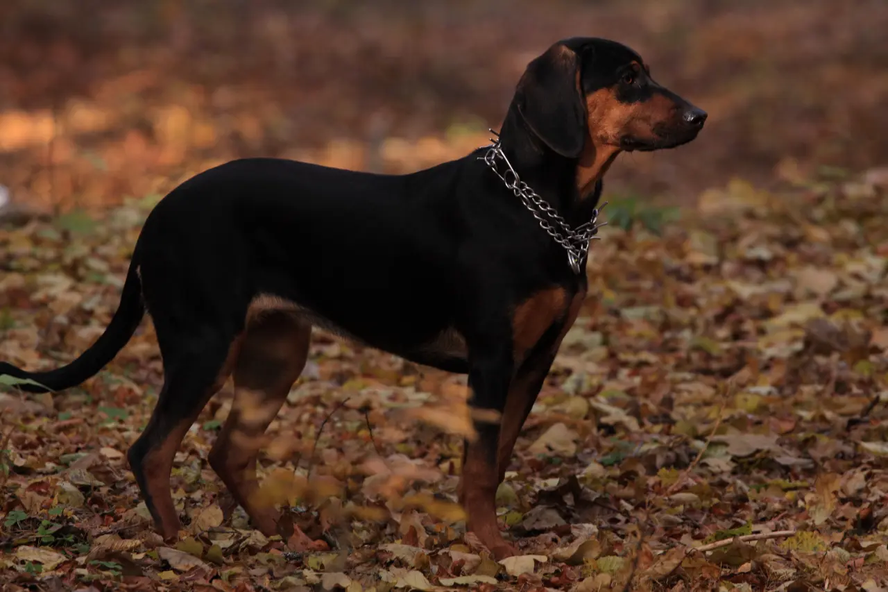 Gończy Polski: Czarny Rycerz Polskich Kniei. Kompendium Wiedzy o Rasie