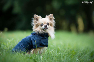 amiplay Pelerynka przeciwdeszczowa Bristol 27 cm Yorkshire Terrier granatowa
