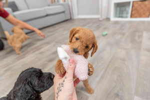 Trixie Junior Świnka "Baranek" z Ukrytą Wiadomością dla Szczeniąt 13cm