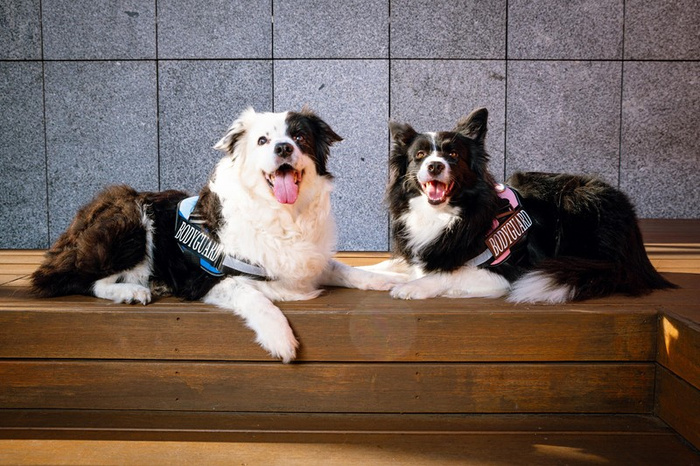 Barry King Szelki Bodyguard dla psa Różowy L 65-85 cm