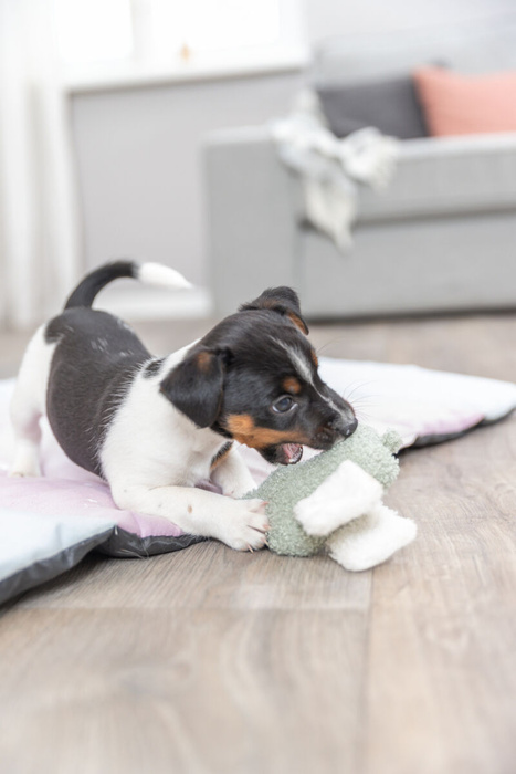 Trixie Junior Słoń zabawka dla szczeniąt plusz 13cm