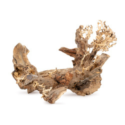 Terra Natura Tonące drzewo Bonsai nr 50 60x40 cm