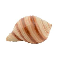 Aqua Natura Dekoracja akwariowa muszla ślimaka gładka 7cm