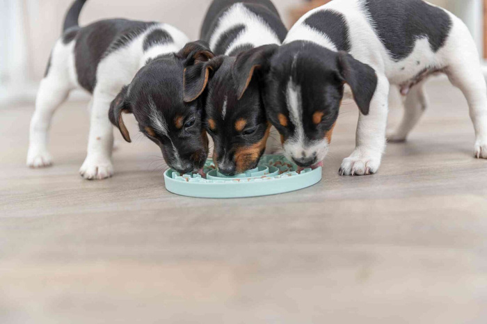 Trixie Junior taca na smakołyki Licking Plate śr. 15 cm