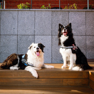 Barry King Szelki Bodyguard dla psa Różowy L 65-85 cm