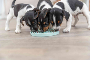 Trixie Junior taca na smakołyki Licking Plate śr. 15 cm