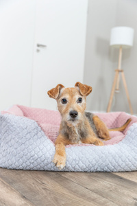 Trixie Kaline Mio Legowisko z Brzegiem Szaro-Różowe 80x65cm