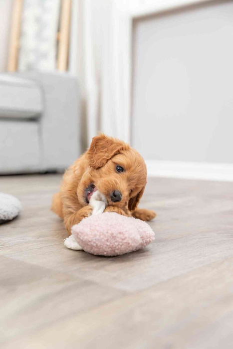 Trixie Junior Świnka "Baranek" z Ukrytą Wiadomością dla Szczeniąt 13cm