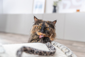 Trixie Leo mostek do drapania dla kota kremowy 25cm