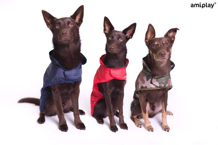 amiplay Pelerynka przeciwdeszczowa Bristol 27 cm Yorkshire Terrier granatowa