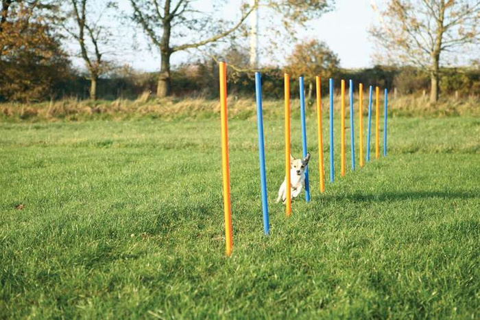 Trixie Fun Agility Slalom słupki zręcznościowe 12 szt. 3x115cm
