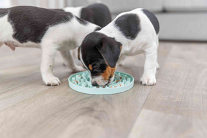 Trixie Junior taca na smakołyki Licking Plate śr. 15 cm