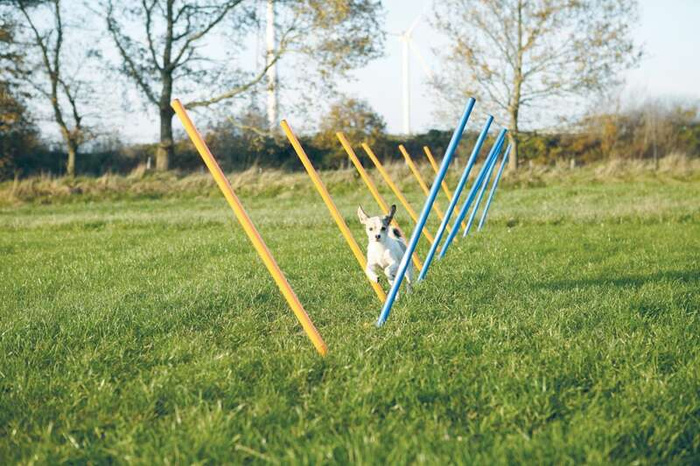 Trixie Fun Agility Slalom słupki zręcznościowe 12 szt. 3x115cm