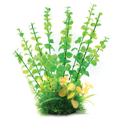 Aqua Natura Roślina akwariowa Zielona drobne liście 31 cm