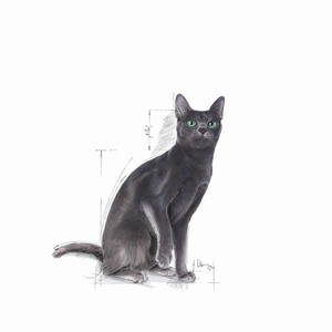 Royal Canin Sterilised 37 10kg