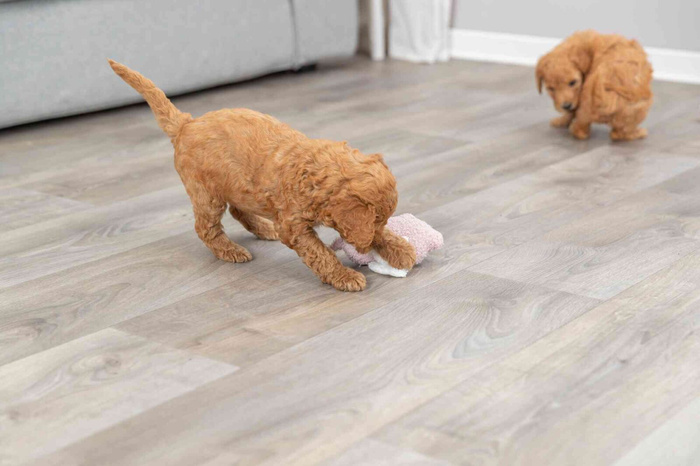 Trixie Junior Świnka "Baranek" z Ukrytą Wiadomością dla Szczeniąt 13cm