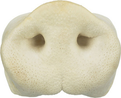 Trixie Suszone świńskie nosy 50szt