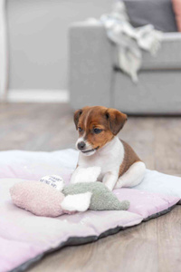 Trixie Junior Świnka "Baranek" z Ukrytą Wiadomością dla Szczeniąt 13cm