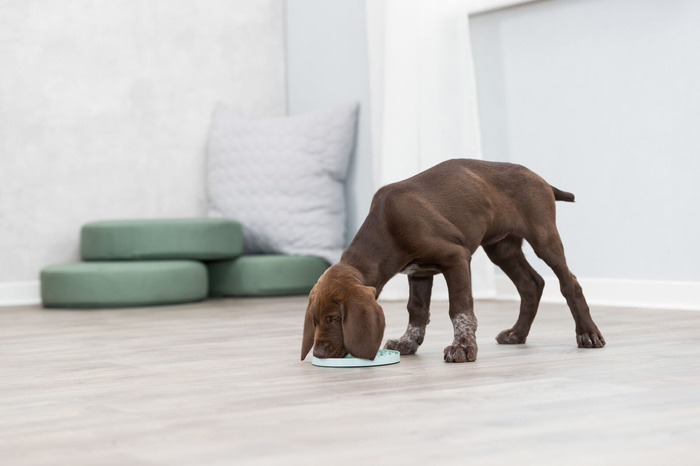 Trixie Junior taca na smakołyki Licking Plate śr. 15 cm