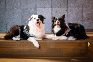 Barry King Szelki Bodyguard dla psa Różowy L 65-85 cm