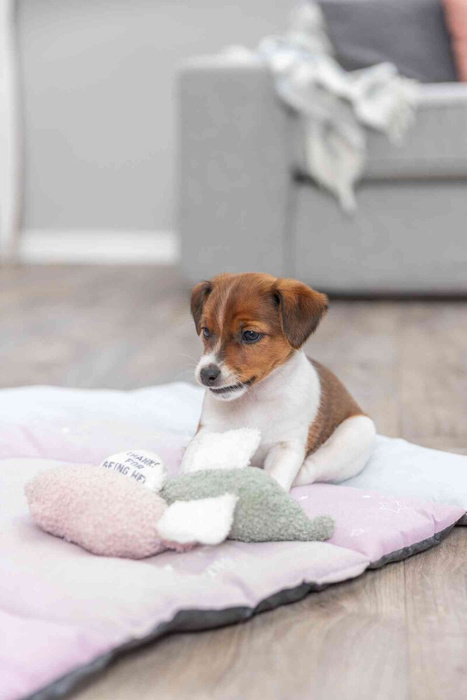 Trixie Junior Słoń zabawka dla szczeniąt plusz 13cm