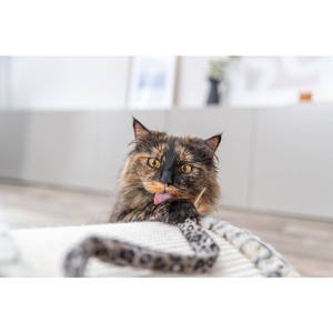 Trixie Wędka dla kota plastik/plusz 50cm z kocimiętką