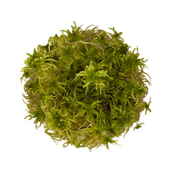 WIO Sphagnum Moss mech dekoracyjny zgniła zieleń 0,095kg