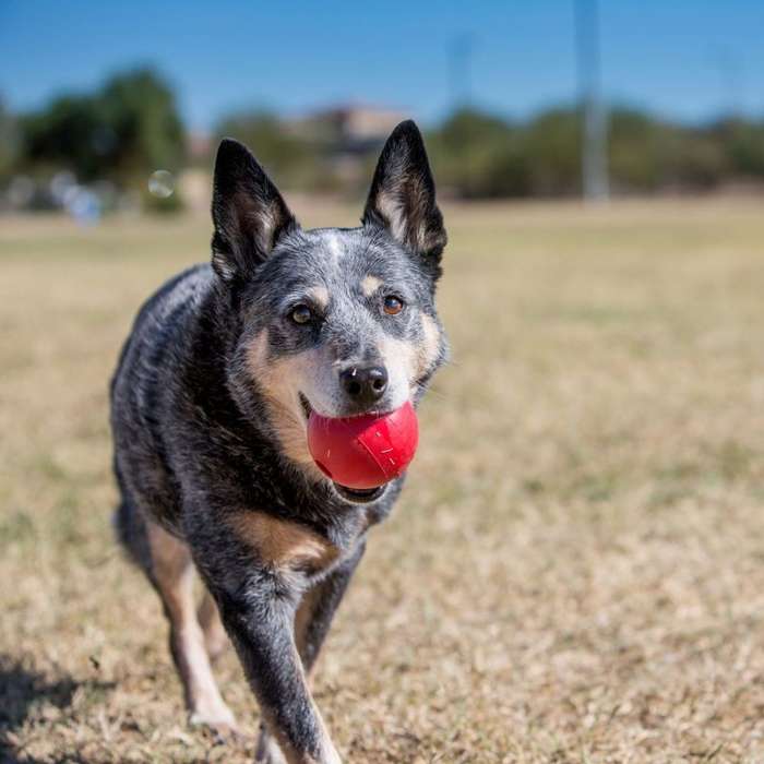 KONG Ball With Hole S