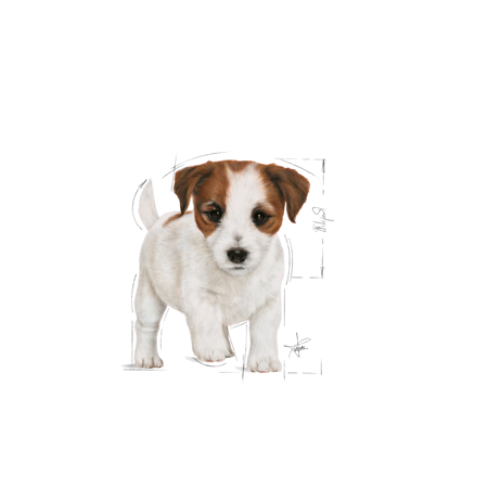 Royal Canin Mini Puppy 2kg