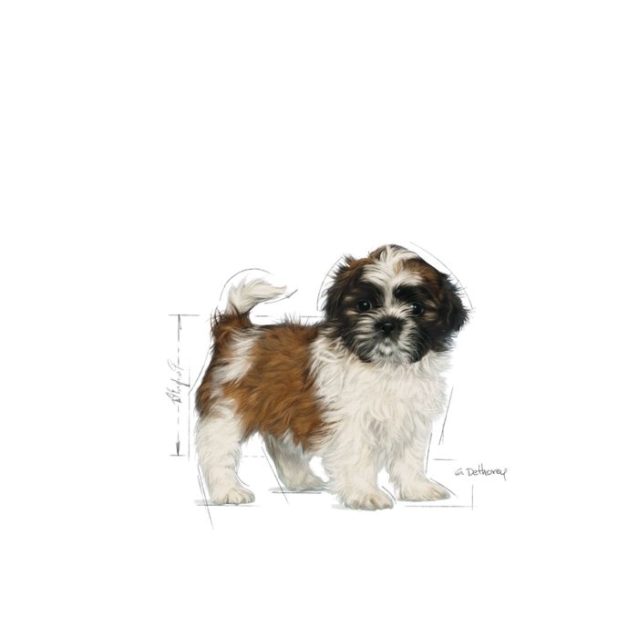 Royal Canin Shih Tzu Puppy 1,5kg