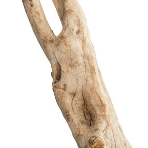 TerraNatura Korzeń Twist Wood Root 50-200 cm