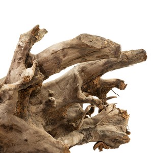 TerraNatura Korzeń Twist Wood Root 50-200 cm