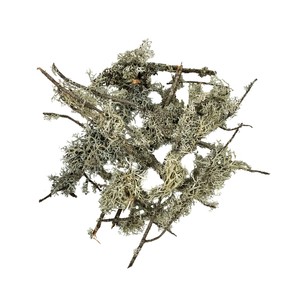 WIO Branches Lichen porost dekoracyjny patykowaty 0,1kg