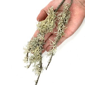 WIO Branches Lichen porost dekoracyjny patykowaty 0,1kg